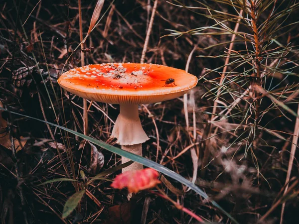 Sinek ormanda amanita mantar karanlık resim fotoğraf oturur 