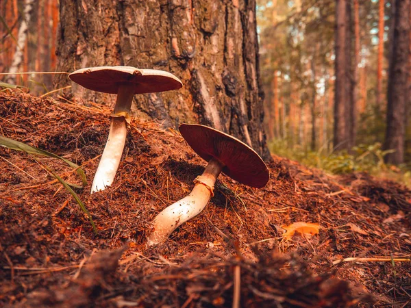 Ağaç arka plan yakınındaki orman fotoğraf görüntüsünde Amanita mantar