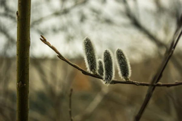 Şehir bahar görüntü arka plan Söğüt şube bulutlu gökyüzü fotoğraf