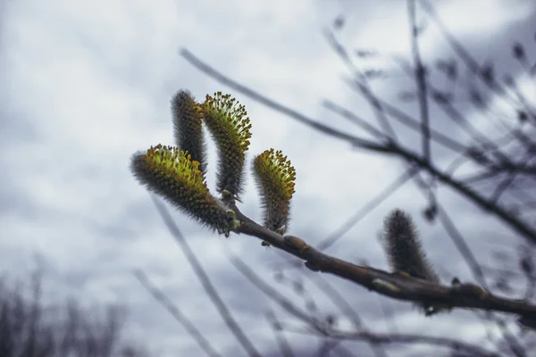 Willow Branch Background Cloudy Sky — Stock Photo, Image