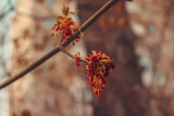 Ağaç dalı kırmızı çiçekler şehir arka planda yaz fotoğrafı