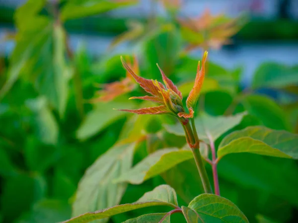 Çiçek turuncu şehir arka planda yaz fotoğrafı bırakır