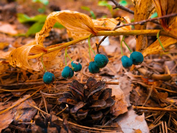 Orman resmi arka planda şube fotoğrafında yabani meyveler mavi