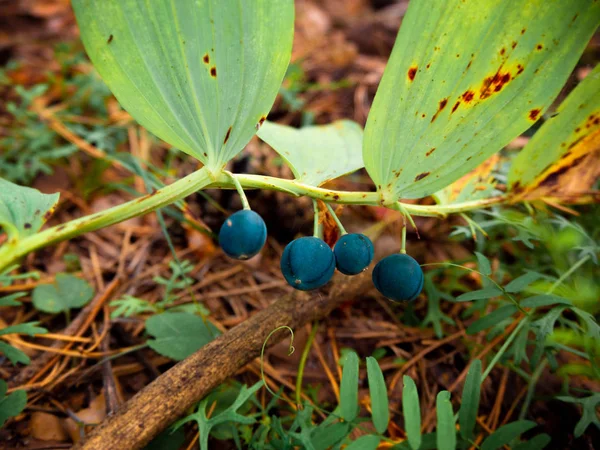 Orman resmi arka planda şube fotoğrafında yabani meyveler mavi