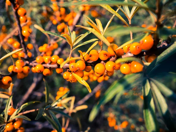 Yaz ormanında deniz dikeni Dalı