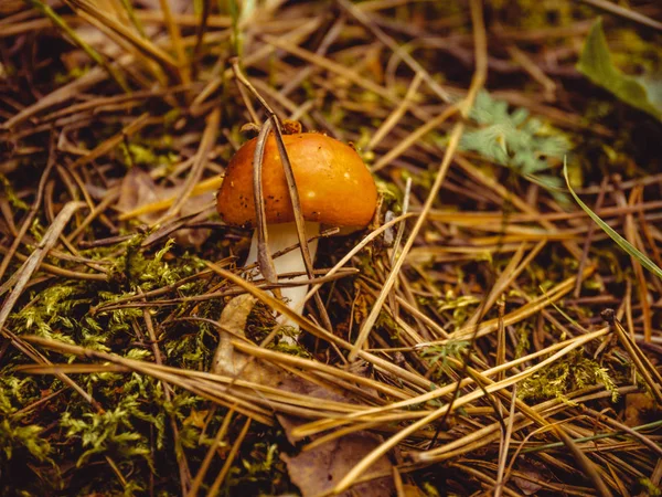 Orman yaz günü vahşi fotoğraf görüntü arka plan doğa kahverengi amanita mantar
