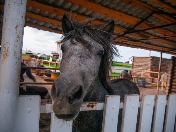 Güzel bir at çayırda duruyor ve kameraya bakıyor.