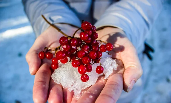 Kış ormanında kürekli böğürtlen tutan kız.