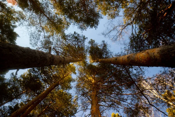 Bahar ormanında ağaç taçları