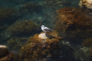 Batık bir taş üzerinde martı