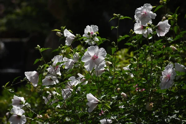 Λευκά Αγριολούλουδα Στον Κήπο — Φωτογραφία Αρχείου