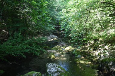 Ormanda küçük bir dere.