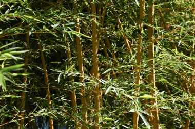 Bambu küçük çalılıklar