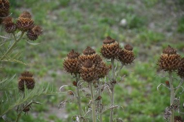 Cynara sahada kaldı