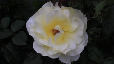 Bahçedeki pembe gül