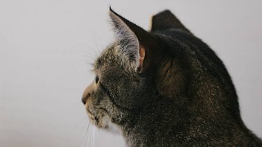 Beyaz arka plandaki kedi