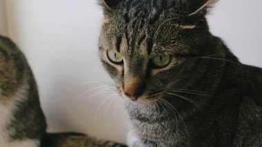 Beyaz arka plandaki kedi