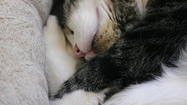 Yatakta sevimli kedi