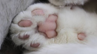 yakın yumuşak kedi ayağı