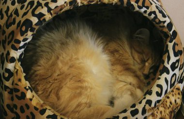 kabarık kırmızı kedi dinlenme