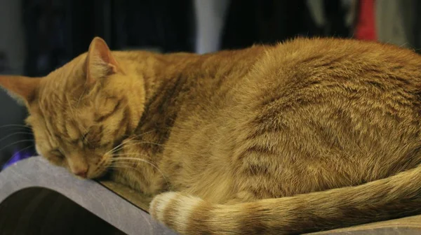 Bolyhos Vörös Macska Pihenő — Stock Fotó