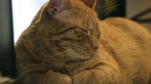 Bolyhos Vörös Macska Pihenő — Stock Fotó