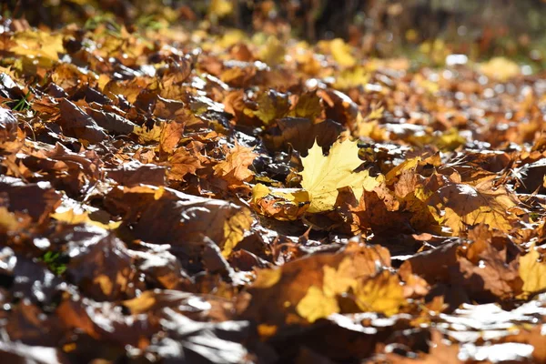 Podzimní Listí Slunci — Stock fotografie