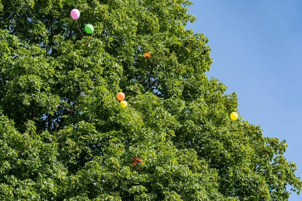 3 Temmuz'da Zapfenstreich Brugg 2019'da bir ağaca meydan okuduktan sonra asılı balonlar.