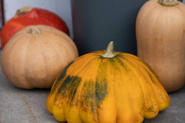 Yerdeki dekoratif balkabaklarıyla dolu bir hayat.