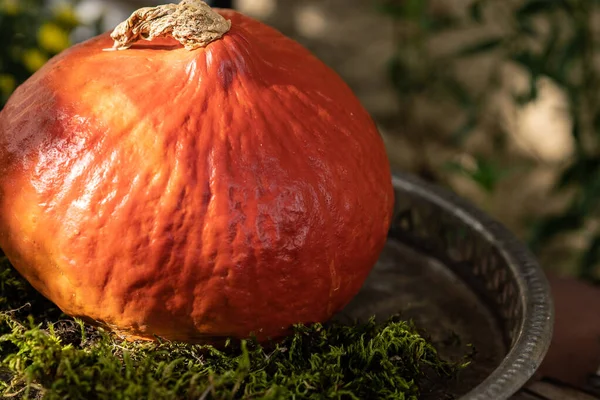 Citrouille orange dans une assiette ornementale avec décoration moos au soleil à l'extérieur . — Photo