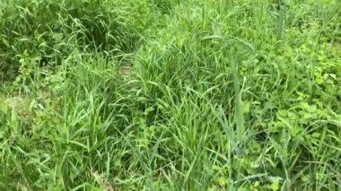Durgun Aare nehrinin yüzeyine hafif yağmur yağıyor. Rüzgarlı havalarda çimenler ve nehir ormanları arasındaki mavi nehir ve başlayan fırtına.