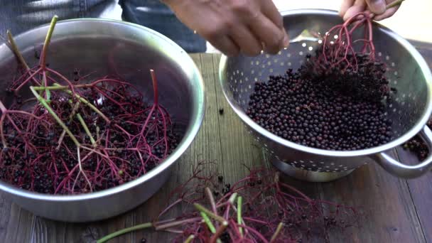 Mujer Sostiene Tallo Cada Racimo Saúco Pasa Tenedor Cocina Través — Vídeos de Stock