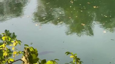 Aare Nehri 'nde, nehir ormanlarında güneş ışınları olan balıklar. Brugg kantonu Aargau 'nun doğal rezerv bölgesi..