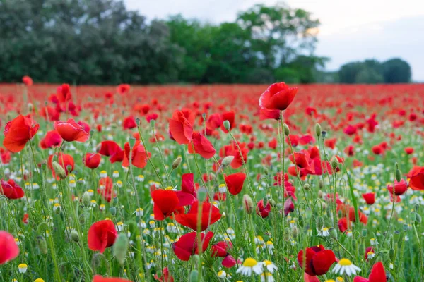 Campo Amapola Roja Verano — Foto de Stock