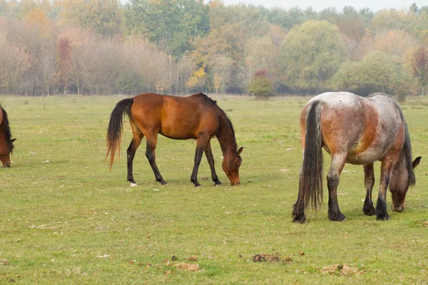Konie Jedzą Trawę Pastwisku — Zdjęcie stockowe