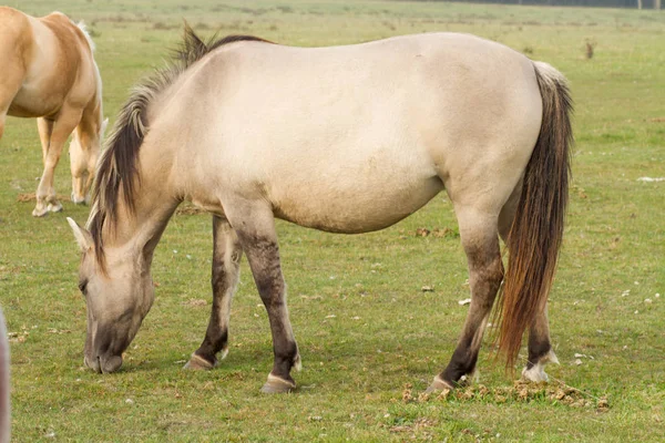 Horse Eat Grass Pasture — Stock Photo, Image