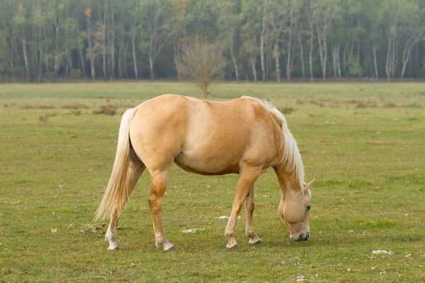 Kůň Žere Trávu Pastvinách Stock Fotografie