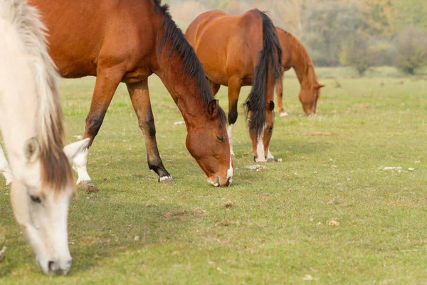 Koně Jedí Trávu Pastvinách Royalty Free Stock Obrázky