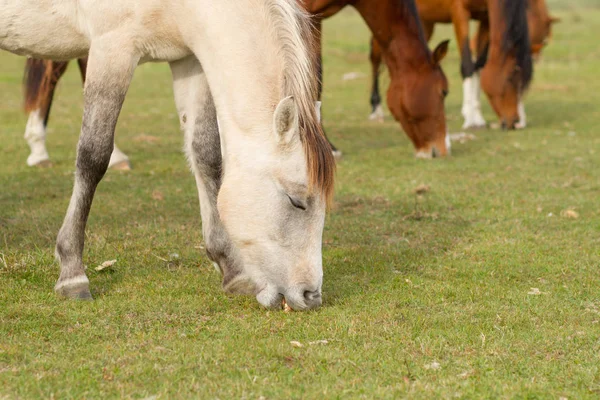Koně Jedí Trávu Pastvinách Royalty Free Stock Fotografie
