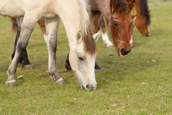 Koně Jedí Trávu Pastvinách Stock Snímky