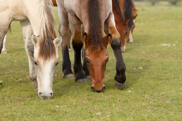 Koně Jedí Trávu Pastvinách Stock Obrázky
