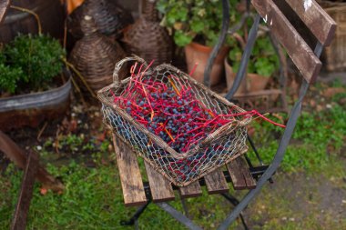 sonbahar renklerinde virginia creeper, sepette koyu mavi çilek