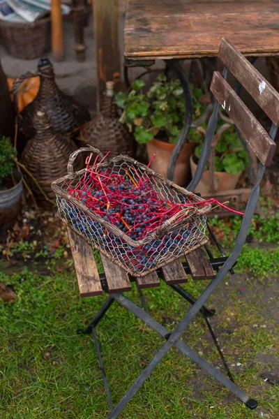 Virginia Creeper Autumn Colors Dark Blue Berries Basket — Stock Photo, Image