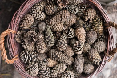 sepette çam kozalağı - dekorasyon