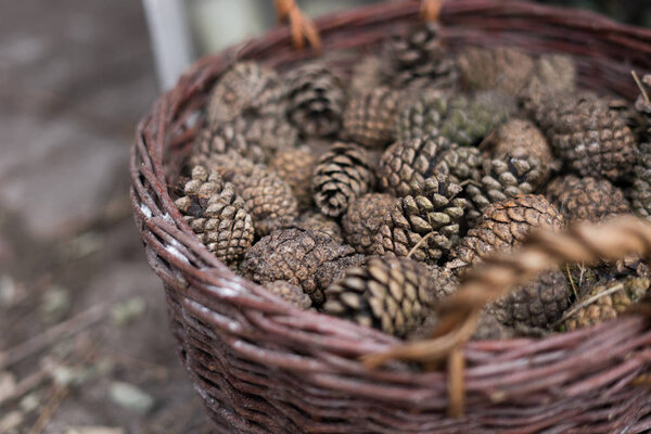 pine cones in the basket - decoration