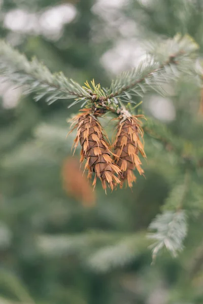 Petits Sapins Bruns Sur Une Branche Pin — Photo