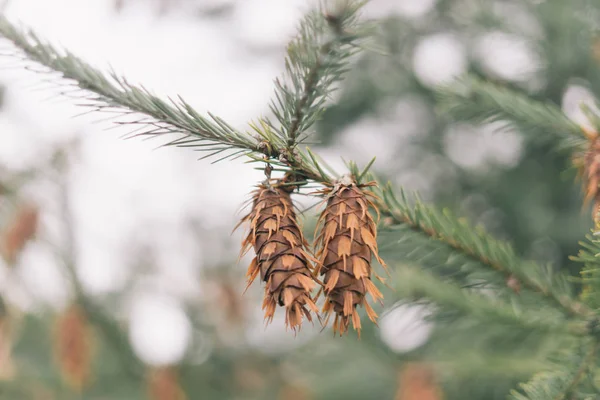 Petits Sapins Bruns Sur Une Branche Pin — Photo