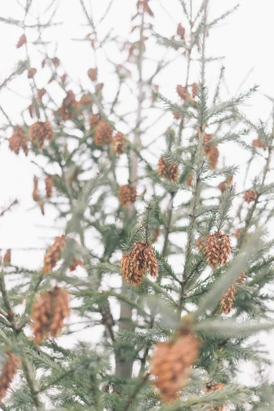 Petits Sapins Bruns Sur Une Branche Pin — Photo