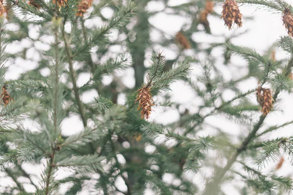 Petits Sapins Bruns Sur Une Branche Pin — Photo