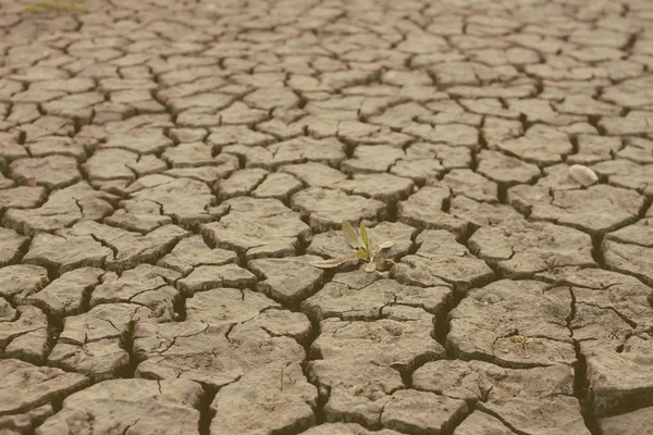 Yellow dry land — Stock Photo, Image